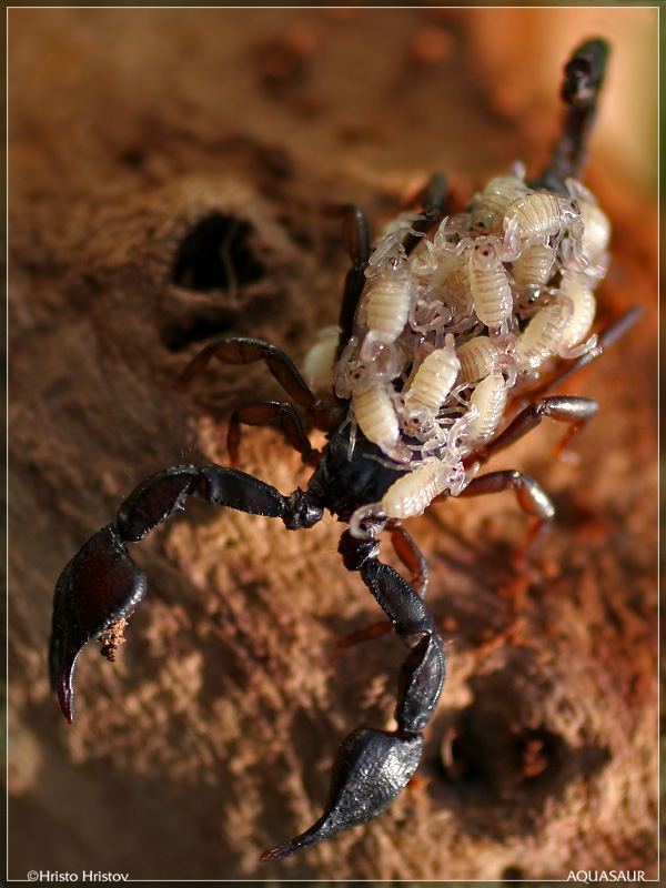    (Euscorpius carpaticus)